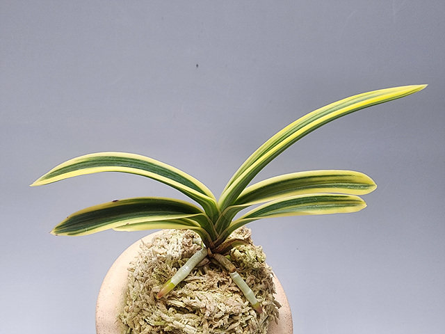 93de7b8d2e8c38c94c4d48b7e8f9dc68_1768732921_6377.jpg 93de7b8d2e8c38c94c4d48b7e8f9dc68_1768732921_6377.jpg