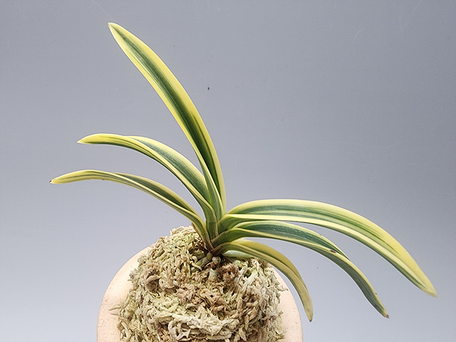 93de7b8d2e8c38c94c4d48b7e8f9dc68_1768732921_676.jpg 93de7b8d2e8c38c94c4d48b7e8f9dc68_1768732921_676.jpg