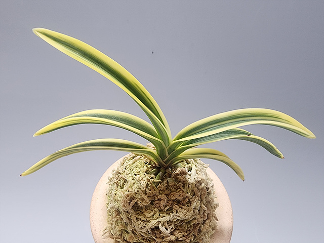 93de7b8d2e8c38c94c4d48b7e8f9dc68_1768732921_7131.jpg 93de7b8d2e8c38c94c4d48b7e8f9dc68_1768732921_7131.jpg