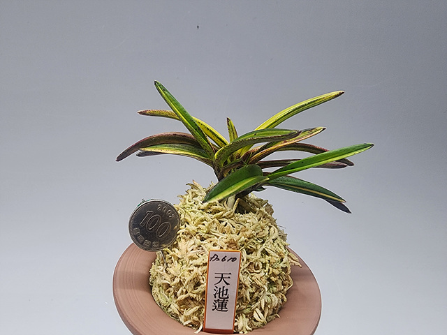 93de7b8d2e8c38c94c4d48b7e8f9dc68_1768733208_8059.jpg 93de7b8d2e8c38c94c4d48b7e8f9dc68_1768733208_8059.jpg