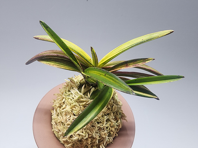 93de7b8d2e8c38c94c4d48b7e8f9dc68_1768733208_8481.jpg 93de7b8d2e8c38c94c4d48b7e8f9dc68_1768733208_8481.jpg