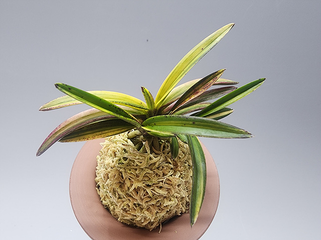 93de7b8d2e8c38c94c4d48b7e8f9dc68_1768733208_9529.jpg 93de7b8d2e8c38c94c4d48b7e8f9dc68_1768733208_9529.jpg