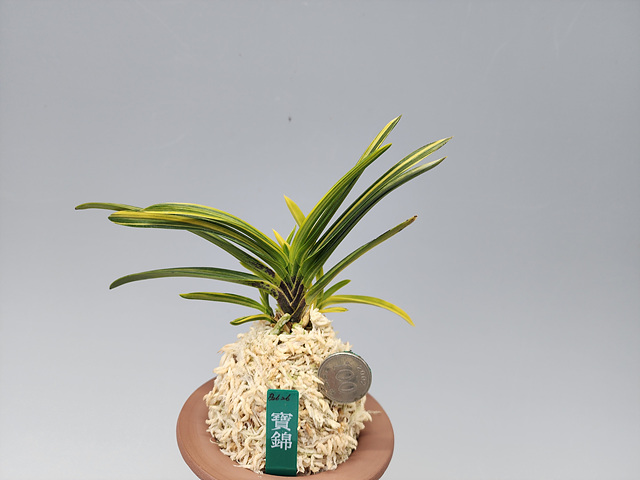 1b745be2f312b367010ed78e1575c02f_1771153598_7278.jpg 1b745be2f312b367010ed78e1575c02f_1771153598_7278.jpg