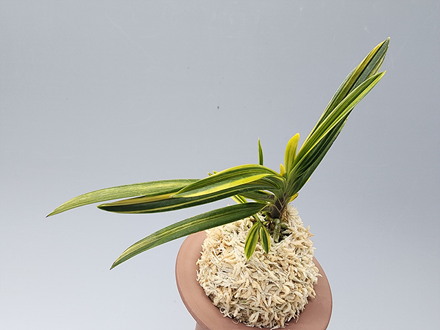 1b745be2f312b367010ed78e1575c02f_1771153598_8524.jpg 1b745be2f312b367010ed78e1575c02f_1771153598_8524.jpg