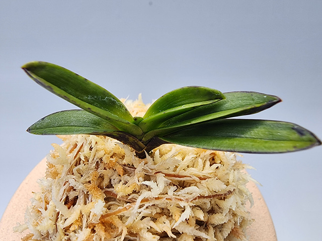 1b745be2f312b367010ed78e1575c02f_1771154645_7505.jpg 1b745be2f312b367010ed78e1575c02f_1771154645_7505.jpg