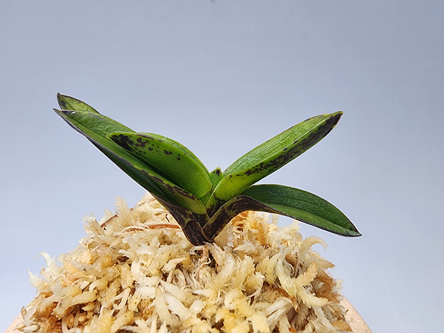 1b745be2f312b367010ed78e1575c02f_1771154645_8069.jpg 1b745be2f312b367010ed78e1575c02f_1771154645_8069.jpg