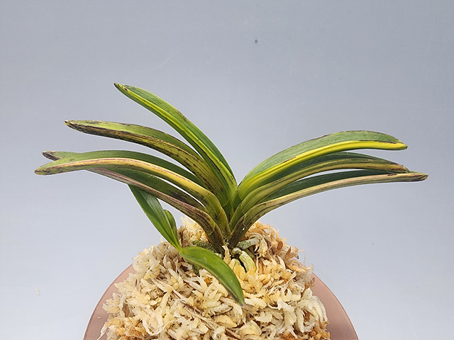 7a4ab9576dda721465f91264b87effbe_1769945324_6847.jpg 7a4ab9576dda721465f91264b87effbe_1769945324_6847.jpg