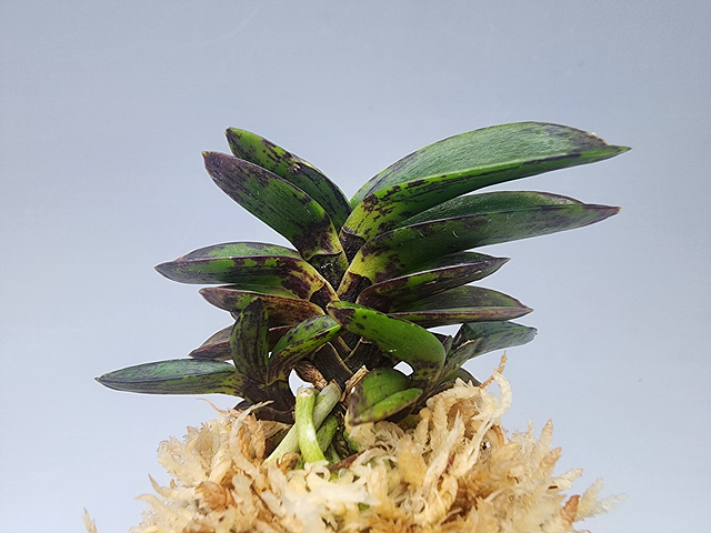 7a4ab9576dda721465f91264b87effbe_1769945533_6934.jpg 7a4ab9576dda721465f91264b87effbe_1769945533_6934.jpg