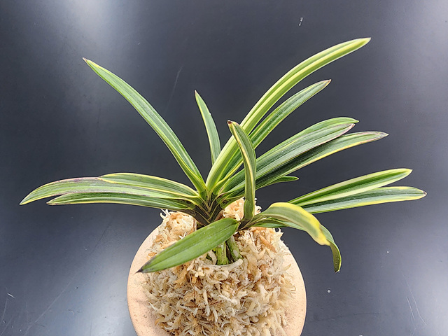 2ae0eabcb2e58798db9e10fba994ce84_1773574038_8524.jpg 2ae0eabcb2e58798db9e10fba994ce84_1773574038_8524.jpg