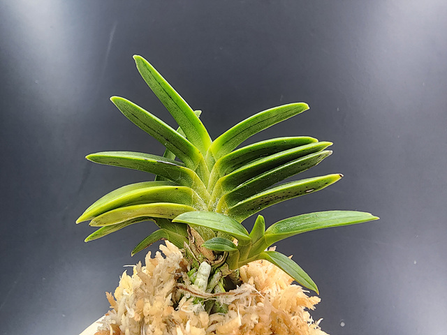 2ae0eabcb2e58798db9e10fba994ce84_1773574702_6693.jpg 2ae0eabcb2e58798db9e10fba994ce84_1773574702_6693.jpg