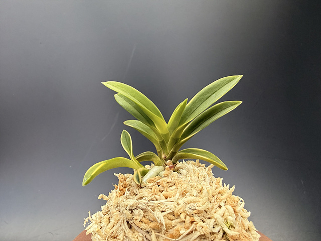 3d26e7e291f8f4fd7796bddd998a0935_1775389659_8171.jpg 3d26e7e291f8f4fd7796bddd998a0935_1775389659_8171.jpg