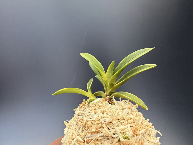 3d26e7e291f8f4fd7796bddd998a0935_1775389659_8966.jpg 3d26e7e291f8f4fd7796bddd998a0935_1775389659_8966.jpg