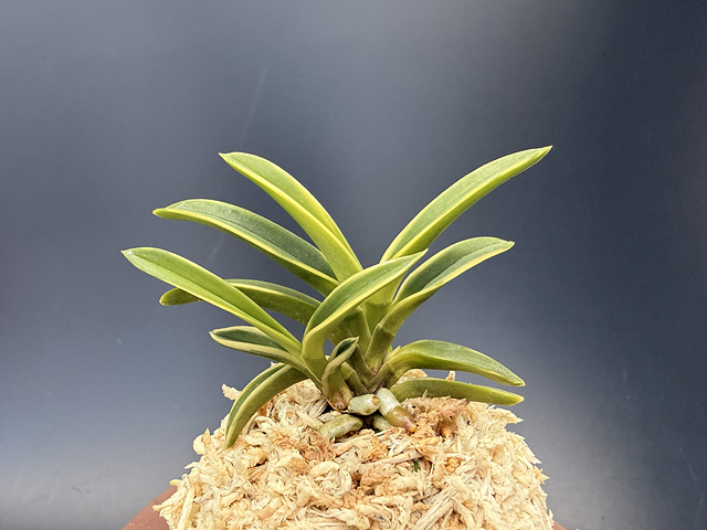 3d26e7e291f8f4fd7796bddd998a0935_1775389779_8936.jpg 3d26e7e291f8f4fd7796bddd998a0935_1775389779_8936.jpg