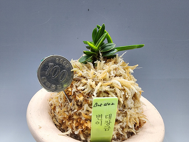 크게보기 클릭