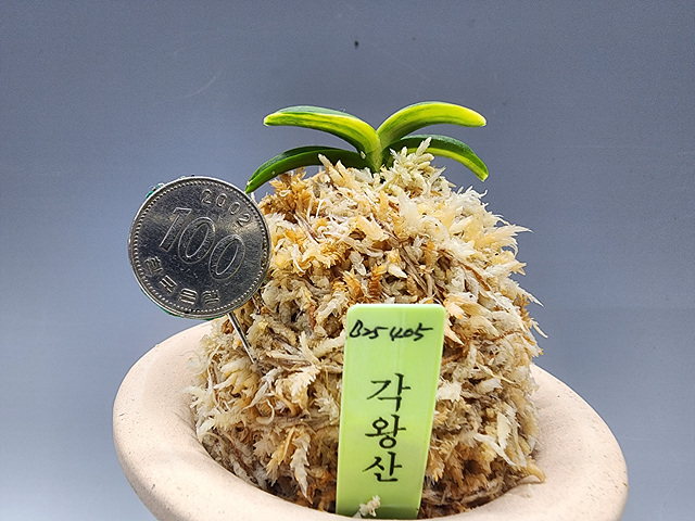크게보기 클릭