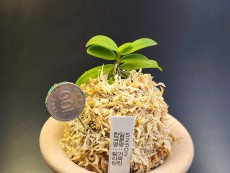 Saccolabium(한국명:탐라란)견목란