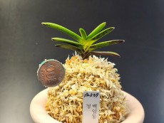 백일몽 청