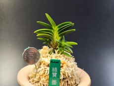 녹보 묵
