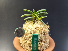 이세왜계 호