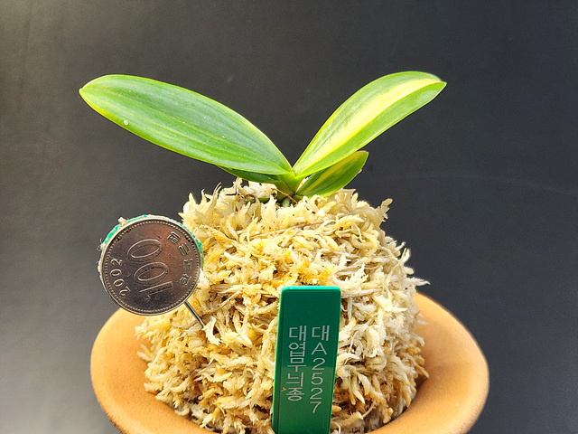 대엽풍란 무늬종