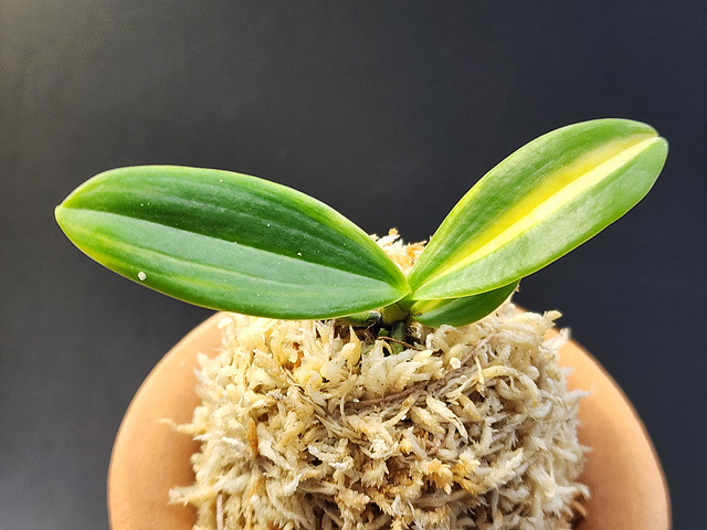 대엽풍란 무늬종