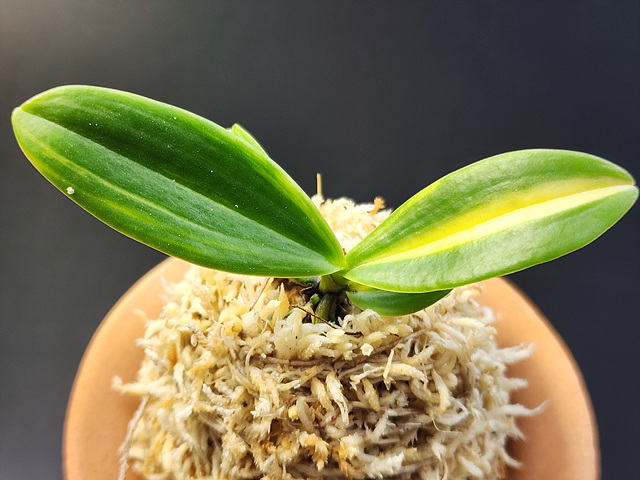 대엽풍란 무늬종