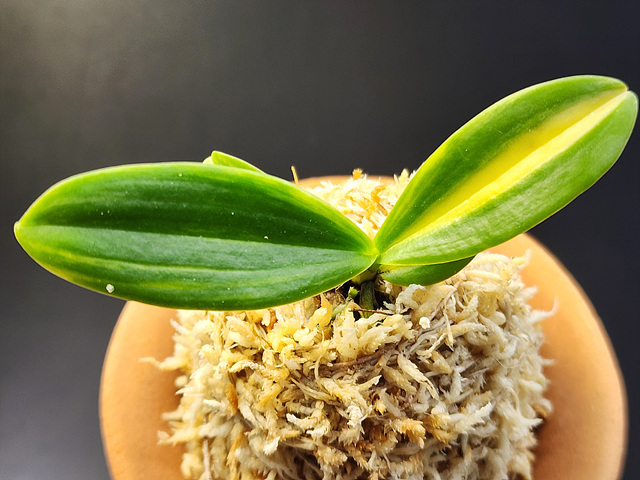 대엽풍란 무늬종