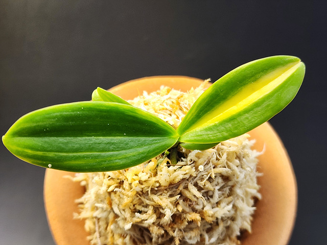 대엽풍란 무늬종