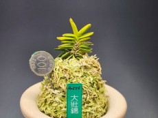 대장금
