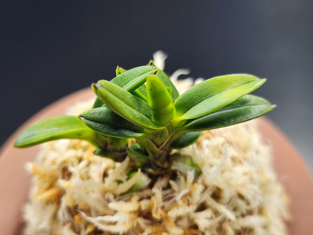 흑진주