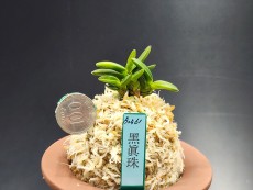 흑진주