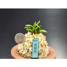 흑진주