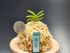 녹채보
