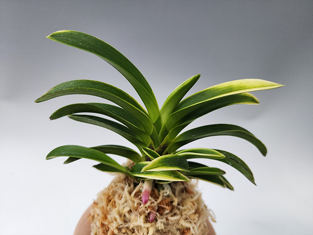 초선관