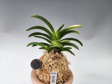 초선관