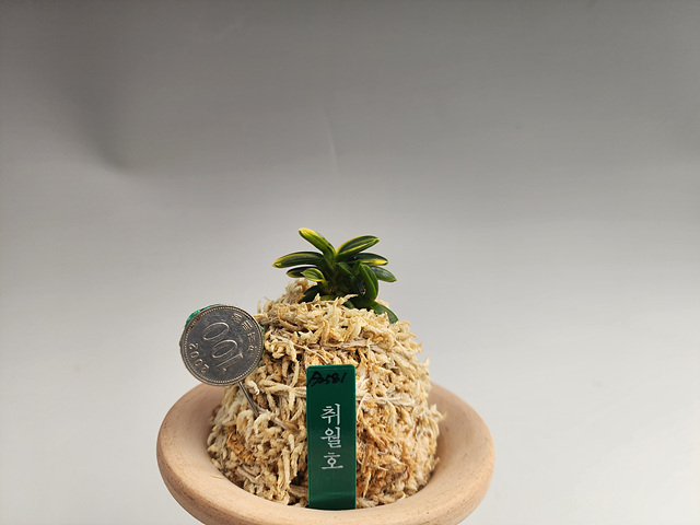 취월호