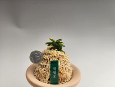 취월호