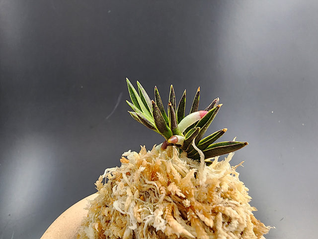 횃불