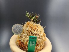 횃불
