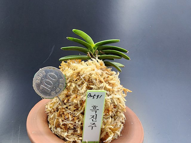 흑진주
