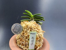 흑진주