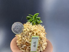 천재