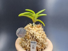 소풍