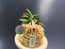 은화성