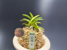 두엽호