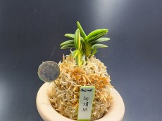 녹채보