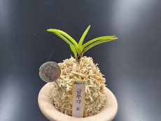 금루각 호