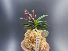 화괴실생