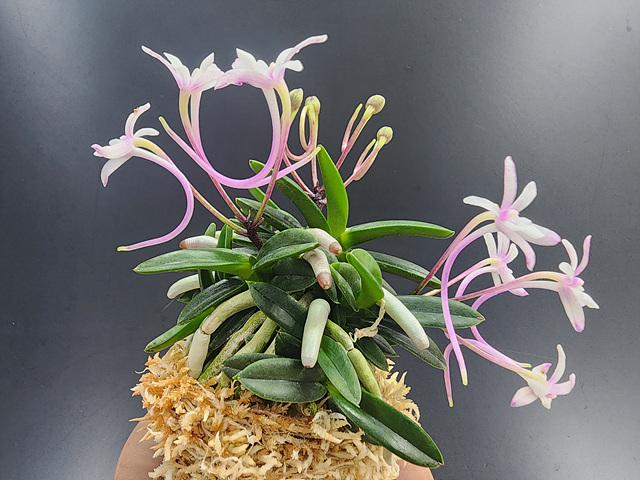 은화성