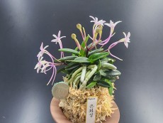 은화성